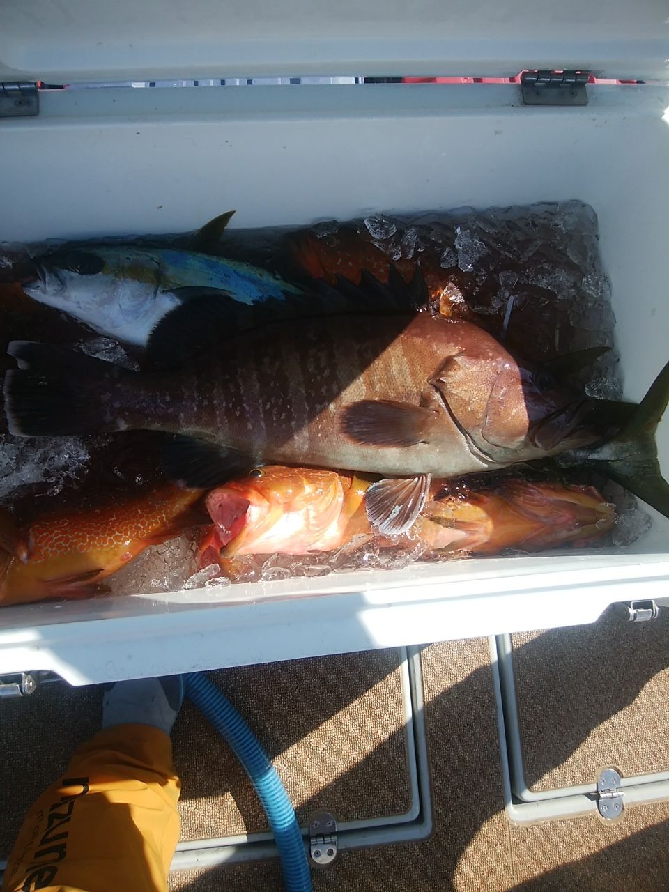 oceaninpact_yukawaさんの釣果 1枚目の画像