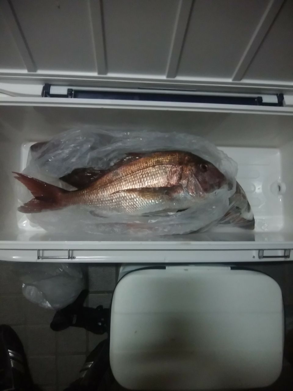 oceaninpact_yukawaさんの釣果 1枚目の画像