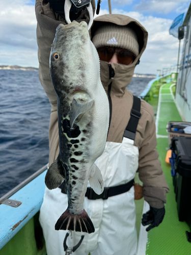 トラフグの釣果