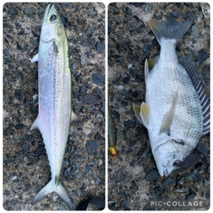 サゴシの釣果