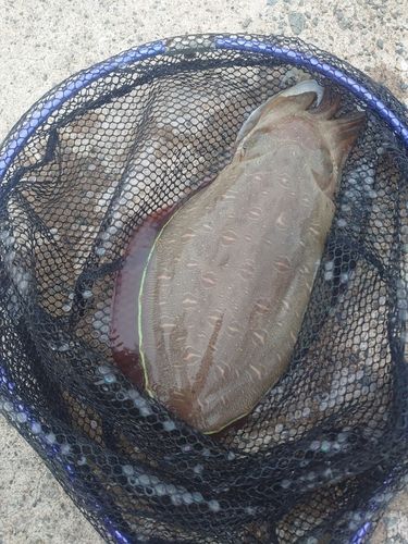 コウイカの釣果