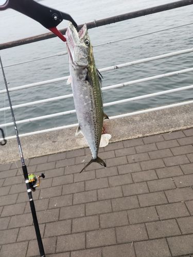 シーサイドコスモ釣り解放区