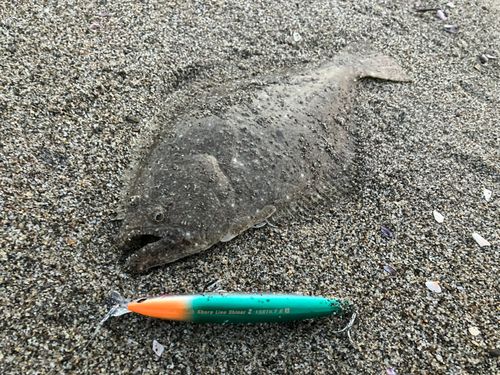 ヒラメの釣果