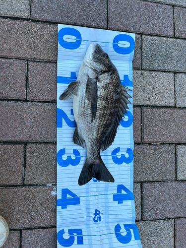 クロダイの釣果