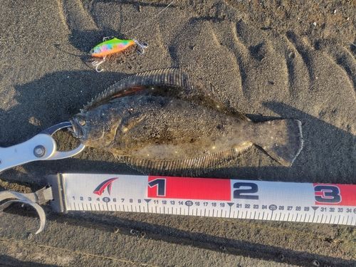 ヒラメの釣果