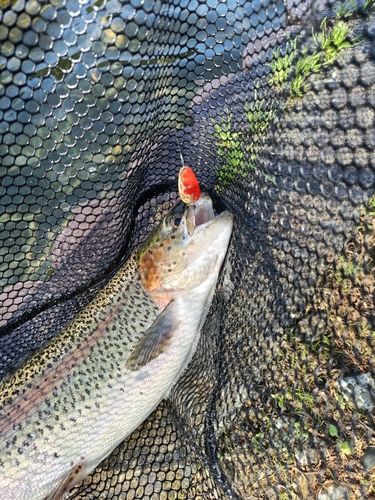 レインボートラウトの釣果