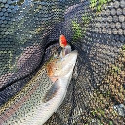 レインボートラウト