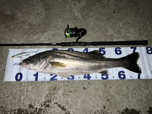 シーバスの釣果