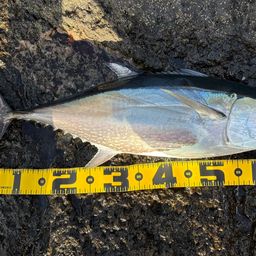 コシナガマグロ