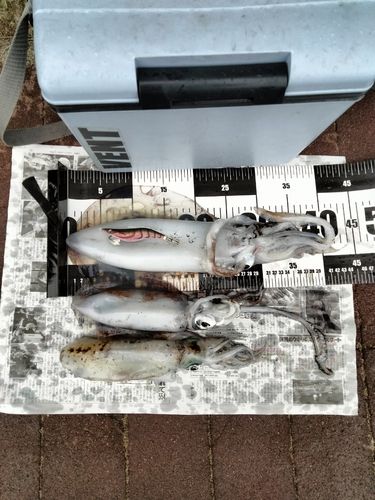 アオリイカの釣果