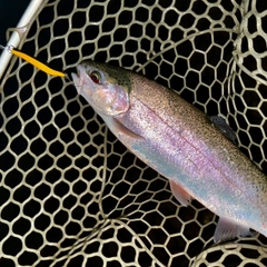 ニジマスの釣果