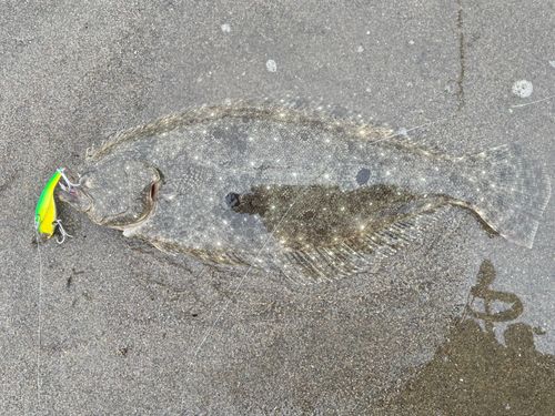 ヒラメの釣果