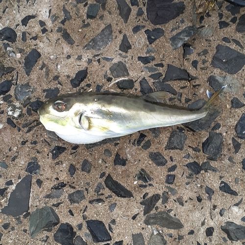 シロサバフグの釣果