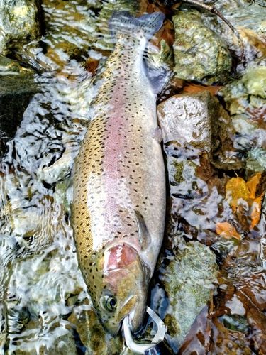 うらたんざわ渓流釣場