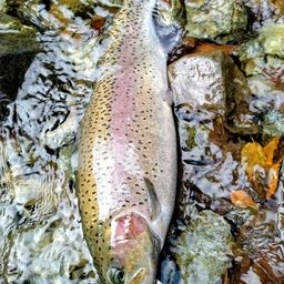 レインボートラウト