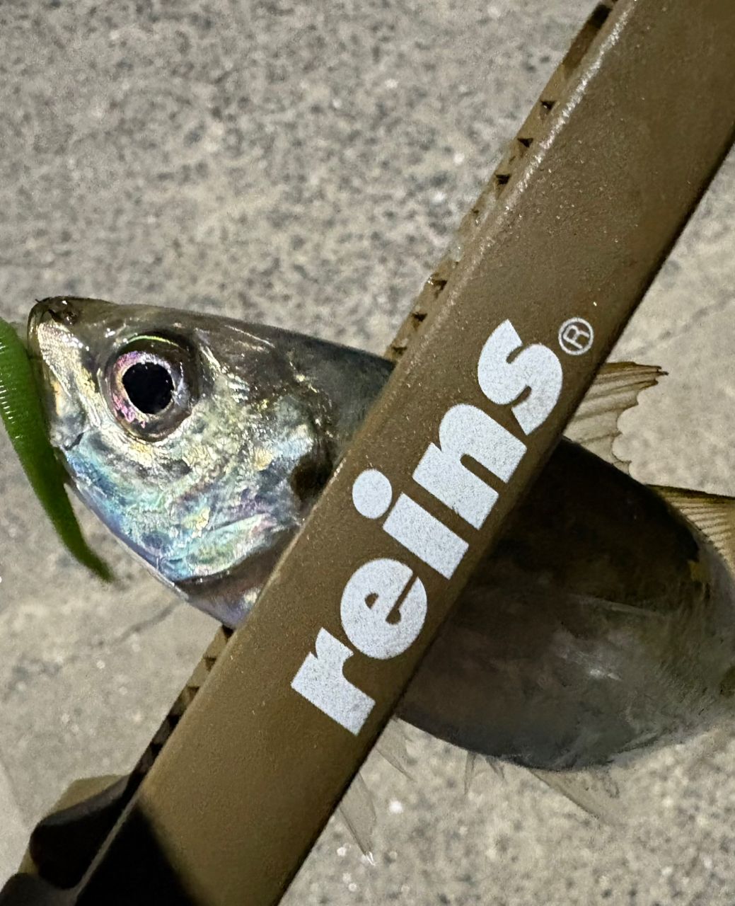 Gamakatsu ラグゼ 宵姫 華 弍 S54AL-solidの最安値・インプレ・釣果