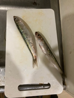 イワシの釣果