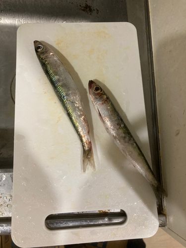 イワシの釣果