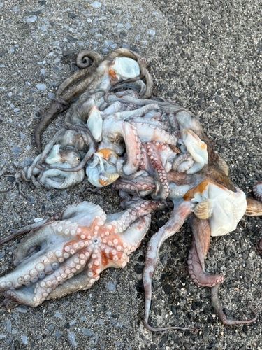 タコの釣果