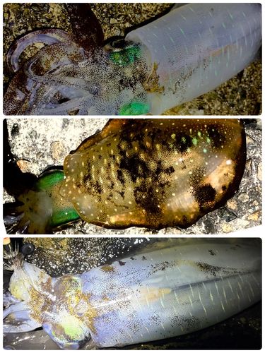 アオリイカの釣果