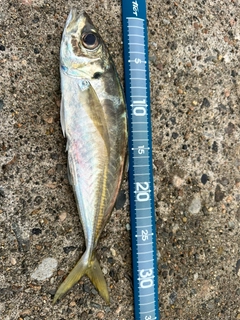 マアジの釣果