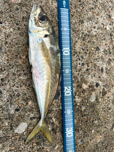マアジの釣果