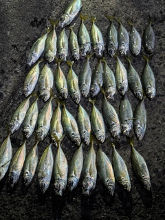アジの釣果