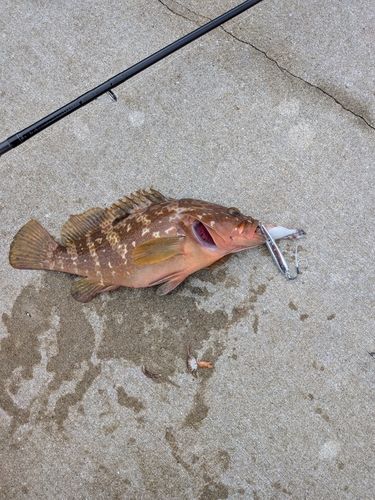 キジハタの釣果