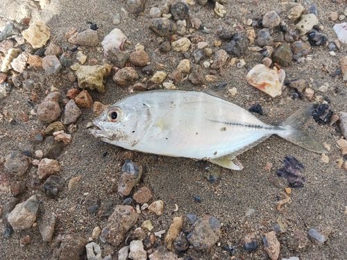 ギンガメアジの釣果