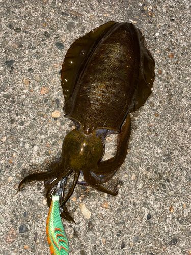 アオリイカの釣果