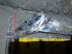 タチウオの釣果