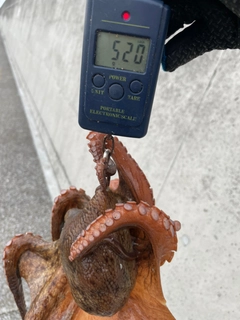 タコの釣果