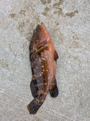 キジハタの釣果