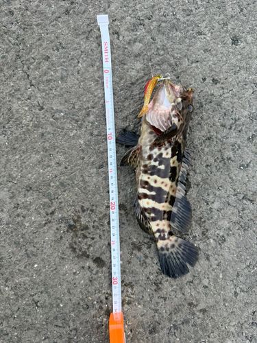 チャイロマルハタの釣果