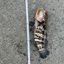 チャイロマルハタ