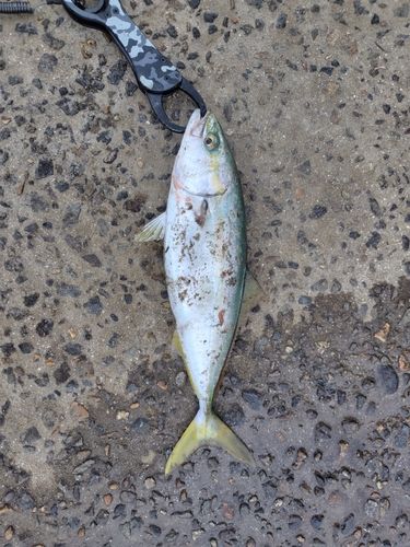 コゾクラの釣果