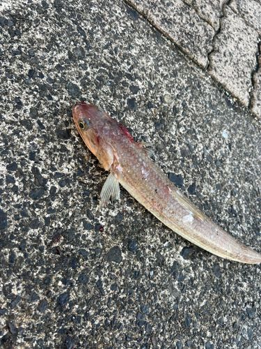 鞠山海遊パーク