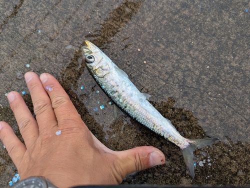 マイワシの釣果