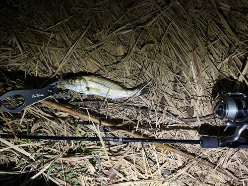 セイゴ（マルスズキ）の釣果