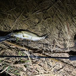 セイゴ(マルスズキ)