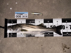 シーバスの釣果