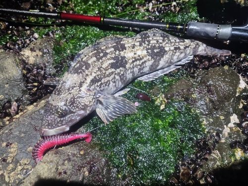 アイナメの釣果