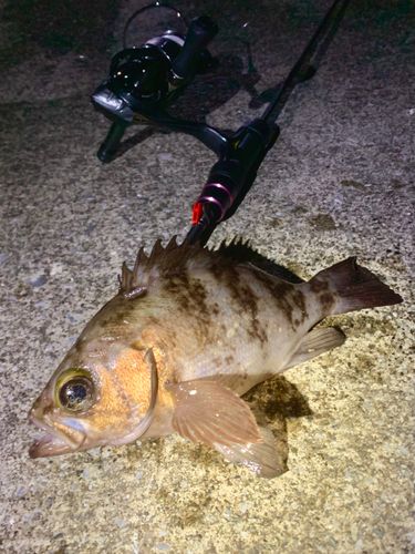 シロメバルの釣果