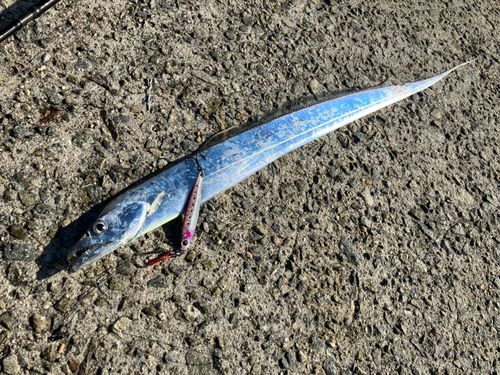 タチウオの釣果