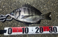 クロダイの釣果