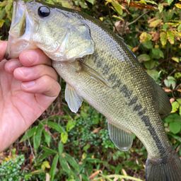 ラージマウスバス