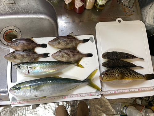 サバの釣果