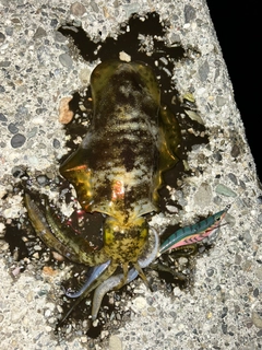 アオリイカの釣果