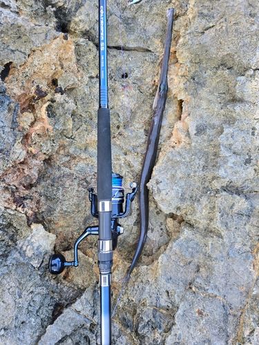 アオヤガラの釣果