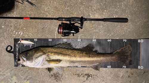 シーバスの釣果